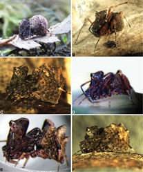 Figure 1. Habitus images of live Archaeidae from southern Australia: A paratype female Zephyrarchaea vichickmani sp. n. from Acheron Gap, Central Highlands, Victoria; B holotype male Zephyrarchaea barrettae sp. n. from Talyuberlup Peak, Stirling Range National Park, Western Australia; C paratype female Zephyrarchaea janineae sp. n. from Karri Valley, Western Australia; D male Zephyrarchaea marki sp. n. from Thistle Cove, Cape Le Grand National Park, Western Australia; E female Zephyrarchaea mainae (Platnick) from William Bay National Park, Western Australia; F female Zephyrarchaea mainae from Bremer Bay, Western Australia.