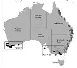 Figure 2. Map showing the known distribution of Archaeidae in Australia, with locality records for species of Zephyrarchaea highlighted in black. Note the disjunct distribution of the genus in south-eastern and south-western mainland Australia.