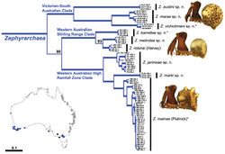 Figure 3. Phylogeny of Zephyrarchaea species from Rix and Harvey (2012)[8], showing results from a combined, gene-partitioned Bayesian analysis of that study’s multi-gene dataset (2591 bp: COI, COII, tRNA-K, tRNA-D, ATP8, ATP6, H3). Clades with >95% posterior probability support are denoted by thickened branches, with lower individual clade support values shown above nodes. Note the presence of three main regional clades, each illustrated with an exemplar species (highlighted*). The Victorian species Zephyrarchaea grayi sp. n. and Zephyrarchaea porchi sp. n. were not able to be sequenced for this study (shown as black dots on inset map).