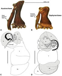 Figure 4. Diagnostic characters of Zephyrarchaea gen. n. and Austrarchaea Forster & Platnick. A–B, Cephalothorax, lateral view, showing differences in carapace height and the position of accessory setae on male chelicerae: A, male Austrarchaea harmsi Rix & Harvey; B, male Zephyrarchaea marki sp. n. C–D, Expanded male pedipalps, retro-ventral view, showing differences in the articulation and fusion of the conductor sclerites: C, Austrarchaea helenae Rix & Harvey; D, Zephyrarchaea marae sp. n. bH = basal haematodocha; C = conductor; C1–2 = conductor sclerites 1–2; Cy = cymbium; E = embolus; Es = embolic sclerite; H = distal haematodocha; T = tegulum; (TS)1–3 = tegular sclerites 1–3. Scale bars: C–D = 0.2 mm.