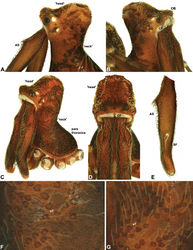 Figure 5. Carapace morphology of Zephyrarchaea species. A–B, Zephyrarchaea mainae (Platnick): A, male pars cephalica, dorso-lateral view, showing accessory setae (AS) on and adjacent to proximal cheliceral bulge; B, female pars cephalica, antero-lateral view, showing cheliceral foramen (CF) and ocular bulge (OB). C–D, Zephyrarchaea marae sp. n.: C, male cephalothorax, antero-lateral view; D, male pars cephalica and chelicerae, frontal view, showing dorsal ‘head’ region and cheliceral foramen (CF). E, Cheliceraeof male Zephyrarchaea mainae, lateral view, showing proximal accessory setae (AS) and ectal stridulatory file (SF). F–G, Detail of carapace of male Zephyrarchaea marae, lateral view, showing granulate cuticle and setose tubercles (sT).