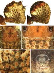 Figure 6. Abdominal morphology of Zephyrarchaea species. A–B, Male abdomens, dorso-lateral view, showing dorsal scutes (S) and additional dorsal sclerites (ds) on hump-like tubercles: A, Zephyrarchaea mainae (Platnick); B, Zephyrarchaea marae sp. n. C, Female epigastric region of Zephyrarchaea mainae, ventral view, showing setose book lung covers (BL) and median genital plate (GP). D, Male epigastric region of Zephyrarchaea mainae, ventral view, showing fusion of epigastric sclerites. E, Abdominal cuticle of male Zephyrarchaea marae, lateral view, showing sclerotic spots (ss) surrounded by short setae. F, Spinnerets of female Zephyrarchaea mainae, posterior view (ventral side uppermost), showing anterior lateral (ALS) and posterior lateral (PLS) spinnerets anterior to anal tubercle (AT), and the absence of a colulus.