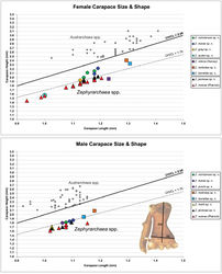 Figure 7. Graphs depicting the relationship between carapace length (CL) and carapace height (CH) for species of Zephyrarchaea. Smaller grey dots denote species of Austrarchaea (see Rix and Harvey 2011[8]); boxes denote the three lineages of Zephyrarchaea from Victoria/South Australia, the Stirling Range and elsewhere in southern Western Australia.