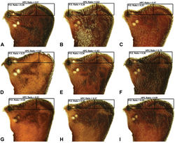 Figure 9. Lateral ‘head’ profiles of females of species of Zephyrarchaea, showing variation in carapace shape as quantified by the post-ocular ratio (P.O. Ratio) and ratio of highest point of carapace relative to post-ocular length (HPC Ratio) (see Fig. 8): A, allotype Zephyrarchaea vichickmani sp. n.; B, allotype Zephyrarchaea marae sp. n.; C, holotype Zephyrarchaea grayi sp. n.; D, holotype Zephyrarchaea austini sp. n.; E, Zephyrarchaea mainae (Platnick, 1991b); F, allotype Zephyrarchaea janineae sp. n.; G, holotype Zephyrarchaea robinsi (Harvey, 2002a); H, allotype Zephyrarchaea melindae sp. n.; I, allotype Zephyrarchaea barrettae sp. n.