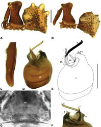 Figure 10. Zephyrarchaea mainae (Platnick, 1991b). A–B, Cephalothorax and abdomen, lateral view: A, female (WAM T118983) from Mutton Bird Point, Western Australia; B, holotype male (WAM T17683) from Torndirrup National Park, Western Australia. C, Holotype male chelicerae, lateral view, showing accessory setae. D–F, Male (WAM T89569) pedipalp: D–E, bulb, retrolateral view; F, detail of distal tegular sclerites, prolateral view. G, Female (WAM T118983) internal genitalia, dorsal view. C1–2 = conductor sclerites 1–2; E = embolus; GP = genital plate; T = tegulum; (TS)1–3 = tegular sclerites 1–3. Scale bars: A–B = 1.0 mm; E = 0.2 mm.