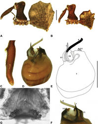 Figure 11. Zephyrarchaea janineae sp. n. A–B, Cephalothorax and abdomen, lateral view: A, allotype female (WAM T118981) from Karri Valley, Western Australia; B, holotype male (WAM T89559) from Karri Valley, Western Australia. C, Holotype male chelicerae, lateral view, showing accessory setae. D–F, Holotype male pedipalp: D–E, bulb, retrolateral view; F, detail of distal tegular sclerites, prolateral view. G, Allotype female internal genitalia, dorsal view. C1–2 = conductor sclerites 1–2; E = embolus; GP = genital plate; T = tegulum; (TS)1–3 = tegular sclerites 1–3. Scale bars: A–B = 1.0 mm; E = 0.2 mm.