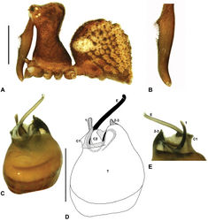 Figure 12. Zephyrarchaea marki sp. n. A–E, Holotype male (WAM T118985) from Thistle Cove, Cape Le Grand National Park, Western Australia: A, cephalothorax and abdomen, lateral view; B, chelicerae, lateral view, showing accessory setae; C–D, pedipalpal bulb, retrolateral view; E, detail of distal tegular sclerites, prolateral view. C1–2 = conductor sclerites 1–2; E = embolus; T = tegulum; (TS)1–3 = tegular sclerites 1–3. Scale bars: A = 1.0 mm; D = 0.2 mm.