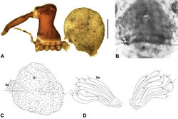 Figure 13. Zephyrarchaea robinsi (Harvey, 2002a). A–D, Holotype female (WAM T42580) from Ellen Peak, Stirling Range National Park, Western Australia: A, cephalothorax and abdomen, lateral view; B–D, internal genitalia, dorsal view; C–D, illustrations (from Harvey 2002a) of internal genitalia, dorsal view, showing shape of membranous bursa and underlying spermathecae. B = bursa; GP = genital plate; Sp = spermathecae. Scale bar: A = 1.0 mm.