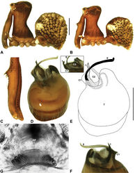 Figure 14. Zephyrarchaea melindae sp. n. A–B, Cephalothorax and abdomen, lateral view: A, allotype female (WAM T97468) from Toolbrunup Peak, Stirling Range National Park, Western Australia; B, holotype male (WAM T118986) from Mount Hassell, Stirling Range National Park, Western Australia. C, Holotype male chelicerae, lateral view, showing accessory setae. D–F, Holotype male pedipalp: D–E, bulb, retrolateral view, with inset showing twisted apex of tegular sclerite 1 in retroventral view; F, detail of distal tegular sclerites, prolateral view. G, Allotype female internal genitalia, dorsal view. C1–2 = conductor sclerites 1–2; E = embolus; GP = genital plate; T = tegulum; (TS)1 = tegular sclerite 1. Scale bars: A–B = 1.0 mm; E = 0.2 mm.