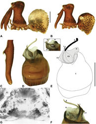 Figure 15. Zephyrarchaea barrettae sp. n. A–B, Cephalothorax and abdomen, lateral view: A, allotype female (WAM T97466) from Talyuberlup Peak, Stirling Range National Park, Western Australia; B, holotype male (WAM T117055) from Talyuberlup Peak, Stirling Range National Park, Western Australia. C, Holotype male chelicerae, lateral view, showing accessory setae. D–F, Holotype male pedipalp: D–E, bulb, retrolateral view, with inset showing twisted apex of tegular sclerite 1 in retroventral view; F, detail of distal tegular sclerites, prolateral view. G, Allotype female internal genitalia, dorsal view. C1–2 = conductor sclerites 1–2; E = embolus; GP = genital plate; H = distal haematodocha; T = tegulum; (TS)1 = tegular sclerite 1. Scale bars: A–B = 1.0 mm; E = 0.2 mm.