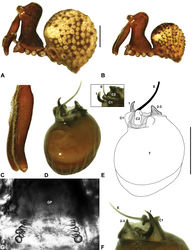 Figure 16. Zephyrarchaea vichickmani sp. n. A–B, Cephalothorax and abdomen, lateral view: A, allotype female (MV K11579) from Acheron Gap, Victoria; B, holotype male (MV K11578) from Acheron Gap, Victoria. C, Holotype male chelicerae, lateral view, showing accessory setae. D–F, Holotype male pedipalp: D–E, bulb, retrolateral view, with inset showing twisted apex of tegular sclerite 1 in retroventral view; F, detail of distal tegular sclerites, prolateral view. G, Allotype female internal genitalia, dorsal view. C1–2 = conductor sclerites 1–2; E = embolus; GP = genital plate; T = tegulum; (TS)1–3 = tegular sclerites 1–3. Scale bars: A–B = 1.0 mm; E = 0.2 mm.