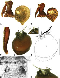 Figure 17. Zephyrarchaea marae sp. n. A–B, Cephalothorax and abdomen, lateral view: A, allotype female (MV K5921) from Gunyah Rainforest State Reserve, Victoria; B, holotype male (MV K11580) from Tarra-Bulga National Park, Victoria. C, Holotype male chelicerae, lateral view, showing accessory setae. D–F, Holotype male pedipalp: D–E, bulb, retrolateral view, with inset showing twisted apex of tegular sclerite 1 in retroventral view; F, detail of distal tegular sclerites, prolateral view. G, Allotype female internal genitalia, dorsal view. C1–2 = conductor sclerites 1–2; E = embolus; GP = genital plate; T = tegulum; (TS)1–3 = tegular sclerites 1–3. Scale bars: A–B = 1.0 mm; E = 0.2 mm.