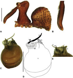 Figure 18. Zephyrarchaea porchi sp. n. A–E, Holotype male (MV K11581) from Bimbi Park, Otway Range, Victoria: A, cephalothorax and abdomen, lateral view; B, chelicerae, lateral view, showing accessory setae; C–D, pedipalpal bulb (partially expanded), retrolateral view; E, detail of distal tegular sclerites, prolateral view. C1–2 = conductor sclerites 1–2; E = embolus; eH = embolic (distal) haematodocha; T = tegulum; (TS)1–3 = tegular sclerites 1–3. Scale bars: A = 1.0 mm; D = 0.2 mm.