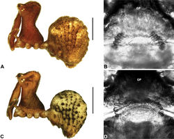 Figure 19. Zephyrarchaea grayi sp. n. and Zephyrarchaea austini sp. n. A–B, holotype female Zephyrarchaea grayi sp. n. (AMS KS109448) from Delley’s Dell, Grampians National Park, Victoria: A, cephalothorax and abdomen, lateral view; B, internal genitalia, antero-dorsal view. C–D, holotype female Zephyrarchaea austini (SAM NN28000) from Western River Wilderness Protection Area, Kangaroo Island, South Australia: C, cephalothorax and abdomen, lateral view; D, internal genitalia, antero-dorsal view. GP = genital plate. Scale bars: A, C = 1.0 mm.