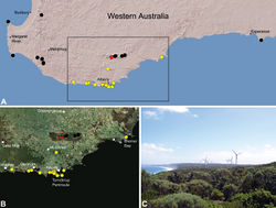 Figure 20. Zephyrarchaea mainae (Platnick, 1991b), distribution and habitat: A, topographic map showing the known distribution of Archaeidae in south-western Western Australia, with collection localities for Zephyrarchaea mainae highlighted in yellow (red highlighted localities denote juvenile specimens of tentative identification; see Zephyrarchaea sp. unidentified juvenile specimens, above); B, satellite image showing detail of inset (A); C, temperate coastal heathland near the type locality – Albany Wind Farm, Torndirrup Peninsula, Western Australia (March 2008). Image (C) by M. Rix.