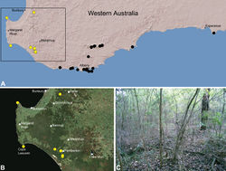 Figure 21. Zephyrarchaea janineae sp. n., distribution and habitat: A, topographic map showing the known distribution of Archaeidae in south-western Western Australia, with collection localities for Zephyrarchaea janineae highlighted in yellow; B, satellite image showing detail of inset (A); C, wet eucalypt forest at the type locality – Karri Valley, Western Australia (August 2006). Image (C) by M. Rix.