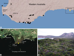 Figure 22. Zephyrarchaea marki sp. n., distribution and habitat: A, topographic map showing the known distribution of Archaeidae in south-western Western Australia, with collection localities for Zephyrarchaea marki highlighted in yellow; B, satellite image showing detail of inset (A); C, temperate coastal heathland at the type locality – Thistle Cove, Cape Le Grand National Park, Western Australia (June 2010). Image (C) by M. Rix.