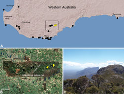 Figure 23. Zephyrarchaea robinsi (Harvey, 2002a), distribution and habitat: A, topographic map showing the known distribution of Archaeidae in south-western Western Australia, with collection localities for Zephyrarchaea robinsi highlighted in yellow; B, satellite image showing detail of inset (A); C, montane heathland at the type locality – Ellen Peak, Stirling Range National Park, Western Australia (November 2007), with Bluff Knoll visible in the distance. Image (C) by M. Rix.