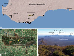 Figure 24. Zephyrarchaea melindae sp. n., distribution and habitat: A, topographic map showing the known distribution of Archaeidae in south-western Western Australia, with collection localities for Zephyrarchaea melindae highlighted in yellow; B, satellite image showing detail of inset (A); C, view from the summit of Bluff Knoll across the western Stirling Range National Park, showing collection localities for Zephyrarchaea melindae (i.e. Toolbrunup Peak, Mount Hassell) highlighted in bold (June 2010). Note the Chester Pass lowlands, separating populations of Zephyrarchaea melindae and Zephyrarchaea robinsi, and Talyuberlup Peak in the distance, home to Zephyrarchaea barrettae sp. n. Image (C) by M. Rix.