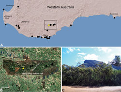 Figure 25. Zephyrarchaea barrettae sp. n., distribution and habitat: A, topographic map showing the known distribution of Archaeidae in south-western Western Australia, with collection localities for Zephyrarchaea barrettae highlighted in yellow; B, satellite image showing detail of inset (A); C, view from Stirling Range Drive showing the type locality – Talyuberlup Peak, Stirling Range National Park (August 2008). Image (C) by M. Rix.