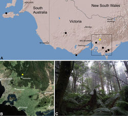 Figure 26. Zephyrarchaea vichickmani sp. n., distribution and habitat: A, topographic map showing the known distribution of Archaeidae in Victoria and South Australia, with collection localities for Zephyrarchaea vichickmani highlighted in yellow; B, satellite image showing detail of inset (A); C, cool-temperate Nothofagus rainforest at the type locality – Acheron Gap, Yarra Ranges National Park, Victoria (March 2010). Image (C) by M. Rix.