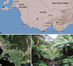 Figure 27. Zephyrarchaea marae sp. n., distribution and habitat: A, topographic map showing the known distribution of Archaeidae in Victoria and South Australia, with collection localities for Zephyrarchaea marae highlighted in yellow; B, satellite image showing detail of inset (A); C, cool-temperate Nothofagus rainforest at the type locality – Tarra Valley, Tarra-Bulga National Park, Victoria (April 2010). Image (C) by M. Rix.