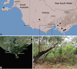 Figure 28. Zephyrarchaea porchi sp. n., distribution and habitat: A, topographic map showing the known distribution of Archaeidae in Victoria and South Australia, with collection localities for Zephyrarchaea porchi highlighted in yellow; B, satellite image showing detail of inset (A); C, bracken-rich eucalypt forest at the type locality – Bimbi Park, Otway Range, Victoria (March 2012). Image (C) by N. Porch, used with permission.