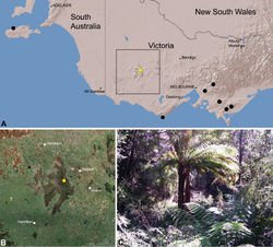 Figure 29. Zephyrarchaea grayi sp. n., distribution and habitat: A, topographic map showing the known distribution of Archaeidae in Victoria and South Australia, with collection localities for Zephyrarchaea grayi highlighted in yellow; B, satellite image showing detail of inset (A); C, wet sclerophyll forest at the type locality – Delley’s Dell, Grampians National Park, Victoria (March 2010). Image (C) by M. Rix.