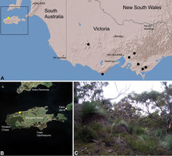 Figure 30. Zephyrarchaea austini sp. n., distribution and habitat: A, topographic map showing the known distribution of Archaeidae in Victoria and South Australia, with collection localities for Zephyrarchaea austini highlighted in yellow; B, satellite image showing detail of inset (A); C, open eucalypt woodland and heathland at the type locality – near Billy Goat Falls, Western River Wilderness Protection Area, Kangaroo Island, South Australia (May 2010). Image (C) by M. Rix.