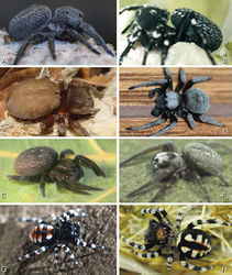 Figure 1. A–H Habitus of living Eresidae, photographs. A, B Adonea fimbriata A juvenile female (photo by Martin Forman) B adult male from Israel (photo by Martin Forman) C Dresserus kannemeyeri, adult female from Ndumo Game Reserve, South Africa (photo Stanislav Macík) D Dresserus sp., adult malefrom Namibia, between the towns Aus and Helmeringhausen (26°13.049'S, 16°36.063'E; photo by Martin Forman) E, F Gandanameno sp. E subadult female from Cape Town, South Africa (Stanislav Macík) F adult male from Anysberg Nature Reserve, Western Cape Province, South Africa (photo Martin Forman) G, H adult male Loureedia annulipes; G from Tel Krayot, Israel (photo by Martin Forman) H from Arad, Israel (photo by Martin Forman).