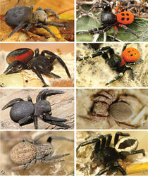 Figure 2. A–H Habitus of living Eresidae, photographs. A, B Eresus kollari A adult female from Hungary (photo by Tamás Szűts) B adult male from Kadaň, Czechia, (photo by Pavel Krásenský) C, E Eresus walckenaeri; C adult female from Greece (photo by Sergio Henriques) D adult male from Mihas, Greece (photo by Martin Forman) E juvenile female F Seothyra sp., juvenile female, from Brandberg, Namibia (photo by Martin Forman) G, H Paradonea variegata (photos by Martin Forman) G juvenile female from Betta, Namibia H adult male from Homeb, Namibia.