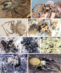 Figure 3. A–I Habitus of living Stegodyphus, photographs. A–C Stegodyphus lineatus A adult female from Hurghada, Egypt B adult female from Negev desert, Israel (photo by Rudolf Macek) C adult female from Shoam, Israel (photo by Amir Weinstein) D juvenile Stegodyphus tibialis feeding on their mother, Dali, China (photo by Yang Zi-Zhong) E Stegodyphus mimosarum, male (black arrow), females and a kleptoparasite Archeodictyna (white arrow) F Stegodyphus mimosarum, mass attack on a carabid G a female Stegodyphus dumicola feeding her offsprings H a pompilid wasp larva feeds on a female Stegodyphus dumicola (photos E–H by Teresa Meikle) I Stegodyphus sp. female from ShweSettaw Wildlife Reservation, Myanmar (photo by Dong Lin).