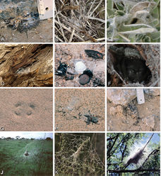 Figure 4. A–L Retreats, webs, and habitus of living Eresidae, photographs. A Adonea fimbriata retreat on the ground from Sede Boqer, Israel (photo by Efrat Gavish-Regev) B Dresserus sp. retreat in the grass (photo by Charles Haddad) C Eresus walckenaeri retreat of juvenile from Ioannina, Greece (photo by Siegfried Huber) D–E Gandanameno sp. from west of Helmeringhausen Namibia (photos by Martin Forman) D Retreat on Acacia E female, with egg sac and various prey remnants F Gandanameno sp. femalefrom Amanzi Game Reserve, South Africa (photo by Tamás Szűts) G, H Seothyra sp. from Namibia G retreat under sand, showing the antelope track pattern H specimen and the exposed retreat (photos E–H, J, L by Teresa Meikle) I Loureedia annulipes, burrow from Sede Boqer, Israel (photo by Efrat Gavish-Regev) J–L Stegodyphus retreats J Stegodyphus dumicola from Spioenkop, South Africa K Stegodyphus lineatus from Tel-Hadid, Israel (photo by Amir Weinstein) L Stegodyphus mimosarum from Spioenkop, South Africa.