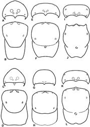 Figure 8. A–L Schematic illustrations of the carapace of assorted eresids A–D Adonea fimbriata E–H Dorceus fastuosus I–L Dresserus sp. A–B, E–F, I–J male C–D, G–H, K–L female A, C, E, G, I, K anterior view B, D, F, H, J, L dorsal view. Dashed line in I drawn tangential to the mesal margin of the PME does not intersect with the AME indicating median eyes separated on vertical axis. Dashed lines at posterior of carapace indicate uncertainty. Not to scale.