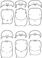 Figure 9. A–L Schematic illustrations of the carapace of assorted eresids. A–D Eresus kollari E–H Gandanameno sp. I–L Loureedia annulipes A–B, E–F, I–J male C–D, G–H, K–L female A, C, E, G, I, K anterior view B, D, F, H, J, L dorsal view. Dashed lines at posterior of carapace indicate uncertainty. Not to scale.