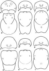 Figure 10. A–L Schematic illustrations of the carapace of assorted eresids. A–B Paradonea striatipes C–D Paradonea splendens E–H Paradonea variegata I–L Seothyra henscheli A–D, E–F, I–J male G–H, K–L female. A, C, E, G, I, K anterior view B, D, F, H, J, L dorsal view G illustrates example of median eyes overlapping on horizontal axis. Dashed lines at posterior of carapace indicate uncertainty. Not to scale.