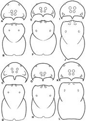 Figure 11. A–L Schematic illustrations of the carapace of assorted Stegodyphus species. A–D Stegodyphus lineatus E–H Stegodyphus mimosarum I–L Stegodyphus sarasinorum. A–B, E–F, I–J male C–D, G–H, K–L female A, C, E, G, I, K anterior view B, D, F, H, J, L dorsal view A illustrates example of median eyes separated on horizontal axis; E illustrates example of median eyes overlapping on vertical axis. Dashed lines at posterior of carapace indicate uncertainty. Not to scale.