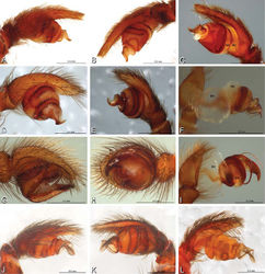 Figure 12. A–L Left male palpi of eresid species, photomicrographs. A–C Adonea fimbriata from Algeria-Morocco (MR012, MR) D–F Dorceus fastuosus from Mashabin Sand Dunes, Israel (MR006, HUJ) G–I Dresserus sp. from Manga Forest Reserve, Tanzania J–L Eresus walckenaeri from Leptokaryas, Greece (MR020, MR) A, D, G, J prolateral view B, E, K retrolateral view H ventral view C, F, I, L expanded palp. BH basal haematodocha MH median haematodocha.