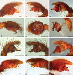 Figure 13. A–L Left male palpi of eresid species, photomicrographs. A–C Eresus kollari from res. Radotinske udoli, Czechia (MR007, MR) D–F Gandanameno sp. from Van Riebeeck Park, Western Cape, South Africa (CASENT 9023763, CAS) G–I Loureedia annulipes from Haluqim Ridge, Israel (PET03, MR) J, K Paradonea striatipes from Otjivasandu (NMN), Namibia L Paradonea splendens from Sunnyside, South Africa (C1076, SAM) A, D, G, J, L prolateral view B, H, K retrolateral view E ventral view C, F, I expanded palp. BH basal haematodocha MH median haematodocha.