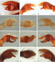 Figure 14. A–L Left male palpi of Paradonea species, photomicrographs. A Paradonea splendens from Sunnyside, South Africa (C1076, SAM) B, C Paradonea variegata from Breekkierie Dunes, Northern Cape, South Africa (C1062, SAM) D–I Paradonea parva D–F holotype from junction of Marico and Crocodile Rivers, South Africa (B3701, SAM) G–I from 4 km N of Hopetown, Northern Cape, South Africa (AcAT 97/988, NCA) J–L Paradonea presleyi sp. n. holotype from Falcon College, Zimbabwe (CASENT 9039236, CAS) A, C, F, I, L retrolateral view B, D, G, J prolateral view E, H, K ventral view.