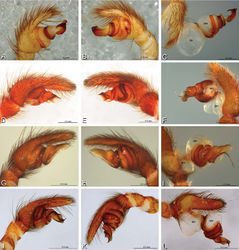 Figure 15. A–L Left male palpi of eresid species, photomicrographs. A–C Seothyra henscheli from Gobabeb Station, Namibia (SMN 40828, NMN) D, F Stegodyphus lineatus D–E from Negev, Israel (MR) F from Nengrahar, Afghanistan (MR010, MR) G–I Stegodyphus mimosarum from Forêt d'Analalava, Fianarantsoa, Madagascar (CASENT 9015950, CAS) J–L Stegodyphus sarasinorum from 7.5 km E PwintPhyu, Magway Division, Myanmar (CASENT 9019370, CAS) A, D, G, J prolateral view B, E, H, K retrolateral view C, F, I, L expanded palp. BH basal haematodocha MH median haematodocha.