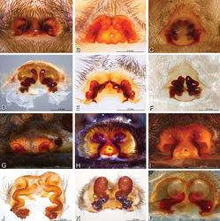 Figure 16. A–L Epigyna of eresid species, photomicrographs. A, D Adonea fimbriata; A from Mehav Am village, Israel (MR003, MR) D from Wadi Mashash, Israel (MR013, HUJ) B, E Dorceus fastuosus from Mashabim sand dunes, Israel (MR002, MR) C, F Dresserus sp. from Klein Kariba, South Africa (CASENT 9025745, CAS) G, J Eresus walckenaeri from 5 km south of Monemvasia, Lakonia, Greece (ZMUC 00012903, ZMUC) H, K Eresus kollari from res. Radotinske udoli, Czechia (MR016, MR) I, L Eresus sandaliatus from SE of Silkeborg, Denmark (CASENT 9039243, CAS) A–C, G–I ventral viewD–F, J–L dorsal view, cleared. CD copulatory duct ML median lobe S spermatheca SH spermathecal head.