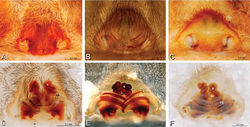 Figure 17. A–F Epigyna of Gandanameno sp., photomicrographs. A, D from Iringa, Tanzania (ZMUC 19970517, ZMUC) B, E from Kommetjie, Western Cape, South Africa (CASENT 9039241, CAS), note broken embolus left in female reproductive system C, F from Port Elizabeth, South Africa (port-3325, ZMHB) A–C ventral view D–F dorsal view, cleared. CD copulatory duct S spermatheca SH spermathecal head.