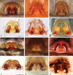 Figure 18. A–L Epigyna of eresid species, photomicrographs. A, D Loureedia annulipes from Wadi Mashash, Negev, Israel (MR019, MR) B, E Paradonea variegata from Steinkopf, Northern Cape, South Africa (ZMB 26964, ZMHB) C, F Seothyra henscheli; C from Kuiseb River, Gobabeb, Namibia (SMN 46627, NMN) F from Sout Rivier, Namibia (CASENT 9039242, CAS) G, J Stegodyphus lineatus from Belkis, near Birecor, Turkey (MR015, MR) H, K Stegodyphus mimosarum H from Forêt d'Analalava, Fianarantsoa, Madagascar (CASENT 9015950, CAS) K from Réserve Spéciale de Cap Sainte Marie, Toliara, Madagascar (CASENT 9012844, CAS) I, L Stegodyphus sarasinorum from 7.5 km E PwintPhyu, Magway Division, Myanmar (CASENT 9019370, CAS) A–C, G–I ventral view D–F, J–L dorsal view, cleared. AL anterior lobe ML median lobe S spermatheca SH spermathecal head.