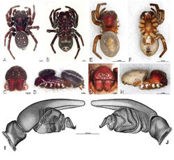 Figure 19. A–J Adonea fimbriata. A–D, I–J male from Algeria-Morocco (MR012, MR) E–H female from Mehav Am village, Israel (MR003, MR) A–D habitus of male, photomicrographs E–H habitus of female photomicrographs I, J illustrations of left male palp A, E dorsal view B, F ventral view C, G anterior view. D, H lateral view I prolateral view J retrolateral view. C conductor E embolus ST subtegulum T tegulum.