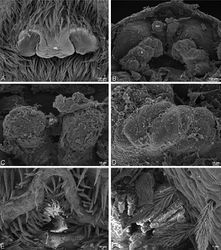 Figure 22. A–F Adonea fimbriata, scanning electron micrographs. A female from Mehav Am village, Israel (MR003, MR) B–D female from Wadi Mashash, Israel (MR013, HUJ) E, F male from Algeria-Morocco (MR012, MR) A–D vulva E, F epiandrous region A epigynum, ventral view B cleared vulva, dorsal view C detail, spermathecal heads D detail, right spermatheca E epiandrous region F detail of epiandrous gland spigots. ML median lobe S spermatheca SH spermathecal head.