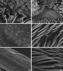 Figure 25. A–F Adonea fimbriata, scanning electron micrographs. A–C male from Algeria-Morocco (MR012, MR) D–F female from Mehav Am village, Israel (MR003, MR) A–C spinnerets and vestigial cribellum. D–F legs of female A detail of spigots on right male ALS B vestigial cribellum C detail of vestigial cribellum D trichobothrium, left metatarsus I E calamistrum, right metatarsus IV F detail, calamistrum seta, right metatarsus IV. MAP major ampullate gland spigot.