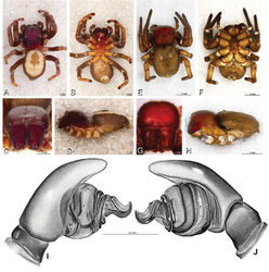 Figure 26. A–J Dorceus fastuosus. A–D, I–J male from Mashabin Sand Dunes, Israel (MR006, HUJ) E–H female from Mashabim sand dunes, Israel (MR002, MR) A–D habitus of male, photomicrographs E–H habitus of female, photomicrographs J, K illustrations of left male palp. A, E dorsal view B, F ventral view C, G anterior view D, H lateral view. I prolateral view. J retrolateral view. C conductor E embolus ST subtegulum T tegulum.