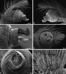 Figure 27. A–F Dorceus fastuosus from Mashabin Sand Dunes, Israel (MR006, HUJ), scanning electron micrographs of left male palp. A prolateral view B retrolateral view C detail of embolic division, prolateral view D ventral view E detail of embolic division, ventral view F palpal tibia, dorsal view. C conductor E embolus ST subtegulum T tegulum.