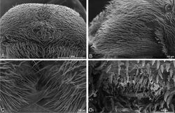 Figure 28. A–D Dorceus fastuosus, male from Mashabin sand dunes, Israel (MR006, HUJ), scanning electron micrographs. A prosoma, anterior view B left chelicerae, lateral view C chelicerae, anterior distal view showing fangs and teeth D epiandrous region.